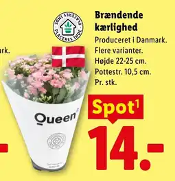 Lidl Queen Brændende kærlighed tilbud