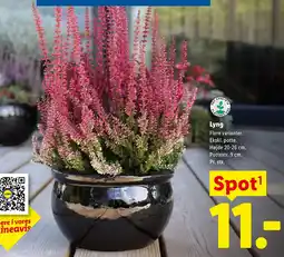 Lidl Lyng tilbud