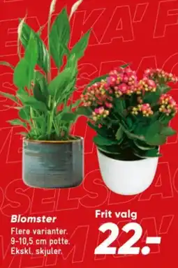 Bilka Blomster tilbud