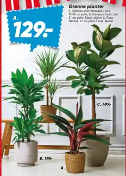 Bilka Grønne planter tilbud