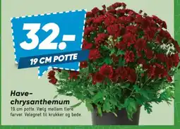Bilka Have-chrysanthemum tilbud