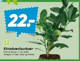 Bilka Kirsebærlaurbær tilbud