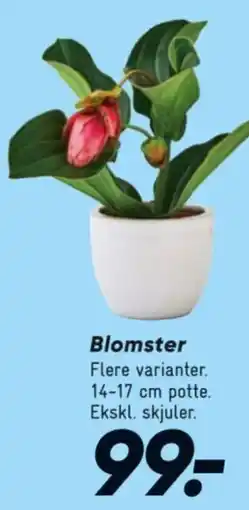 Bilka Blomster tilbud