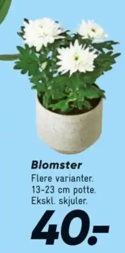 Bilka Blomster tilbud