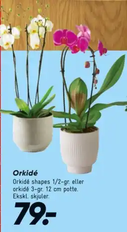 Bilka Orkidé tilbud