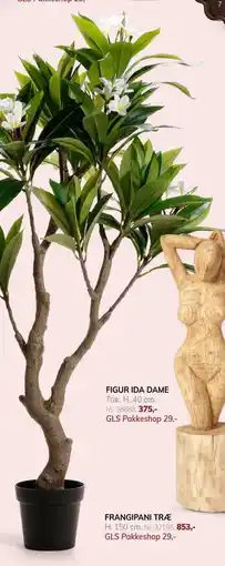 Daells Bolighus FRANGIPANI TRÆ tilbud