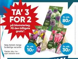 Bilka TA’ 3 FOR 2 på blomsterløg tilbud