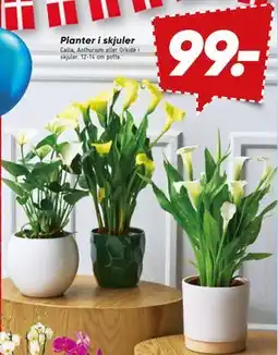 Bilka Planter i skjuler tilbud