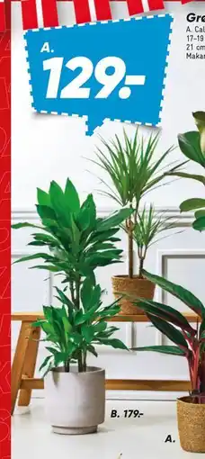 Bilka Calathea eller Dracaena i kurv tilbud
