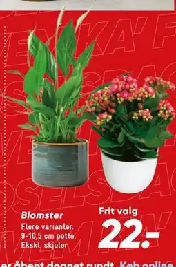 Bilka Blomster tilbud