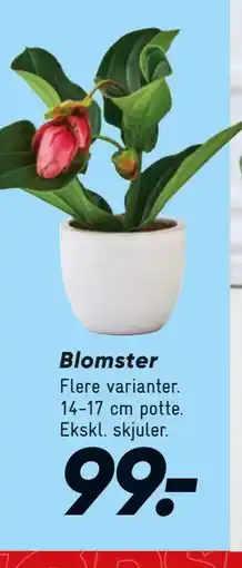 Bilka Blomster tilbud