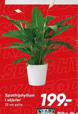 Bilka Spathiphyllum i skjuler tilbud