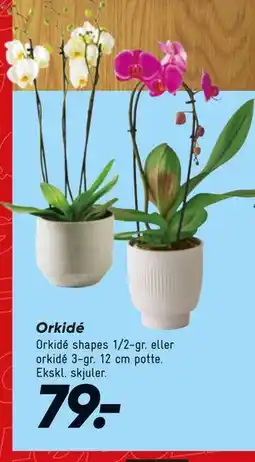 Bilka Orkidé tilbud