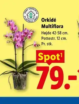 Lidl Orkidé Multiflora tilbud