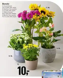 Føtex Chrysanthemum tilbud