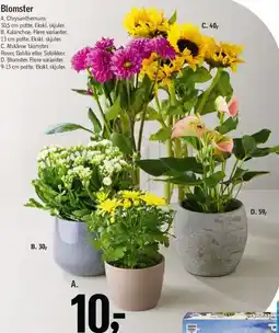 Føtex Blomster tilbud