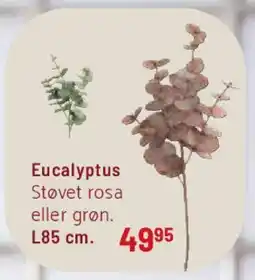 Kop & Kande Eucalyptus tilbud
