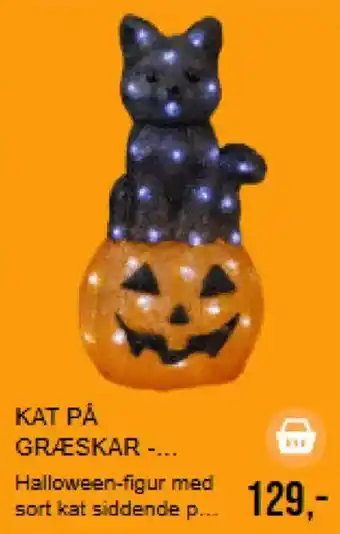 Kat På Græskar