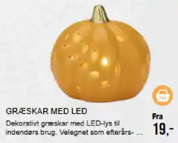 Harald Nyborg Græskar med led tilbud