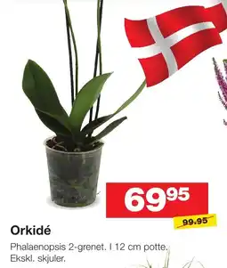 Bauhaus Orkidé tilbud