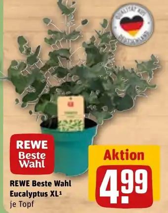 REWE Beste Wahl Eucalyptus XL
