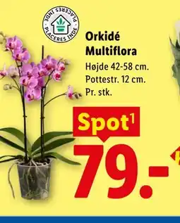 Lidl Orkidé Multiflora tilbud