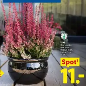 Lidl Lyng tilbud