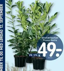REMA 1000 Kirsebærlaurbær Prunus Novita tilbud