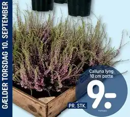 REMA 1000 Calluna lyng 10 cm potte tilbud