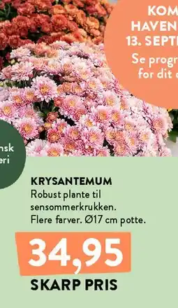Plantorama KRYSANTEMUM tilbud