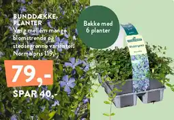 Plantorama Bunddække-planter tilbud