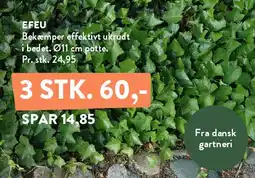 Plantorama Efeu tilbud