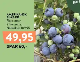 Plantorama Amerikansk blåbær tilbud