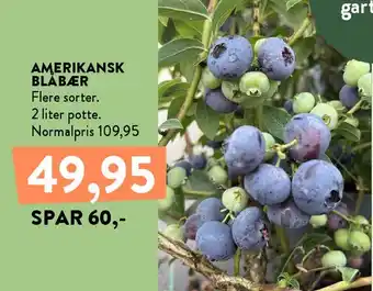 Amerikansk blåbær
