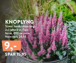 Plantorama Knoplyng tilbud