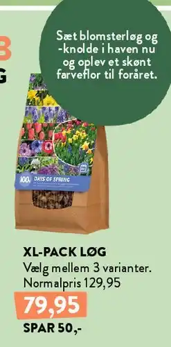 Plantorama Storkøb blomsterløg tilbud