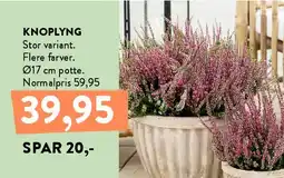Plantorama KNOPLYNG tilbud