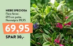 Plantorama HEBE SPECOSA tilbud