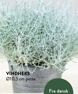 Plantorama Vindheks tilbud
