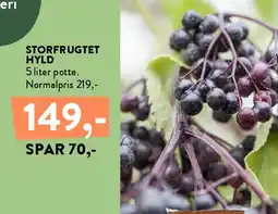 Plantorama Storfrugtet hyld tilbud