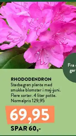 Plantorama Rhododendron tilbud