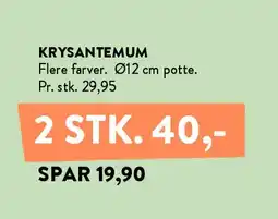 Plantorama KRYSANTEMUM tilbud