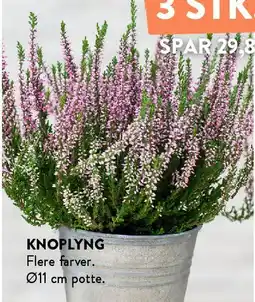 Plantorama Knoplyng tilbud