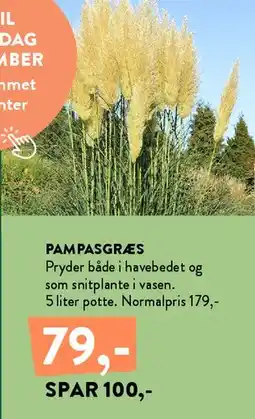 Plantorama Pampasgræs tilbud