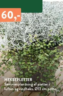 Plantorama HEKSEPLETTER tilbud