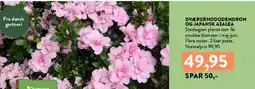 Plantorama Dværgrhododendron og japansk azalea tilbud