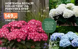 Plantorama HORTENSIA ROYALTY COLLECTION® OG FOREVER & EVER® tilbud