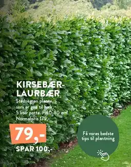 Plantorama Kirsebær-laurbær tilbud