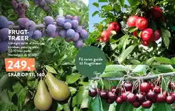 Plantorama Frugttræer tilbud