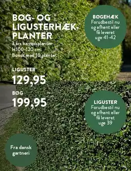 Plantorama Bøg- og ligusterhæk planter tilbud
